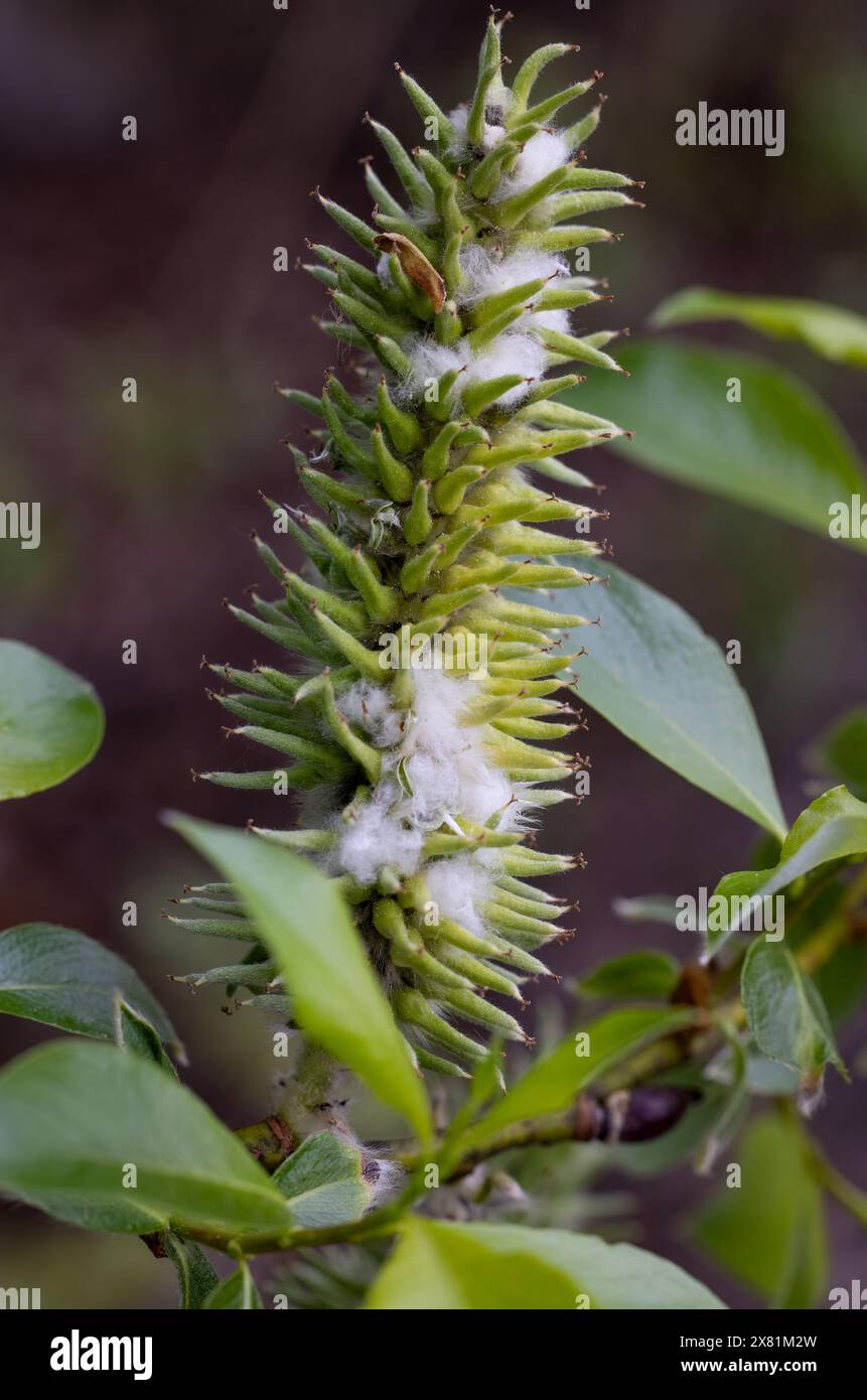 Willow tea hi-res stock photography and images - Alamy