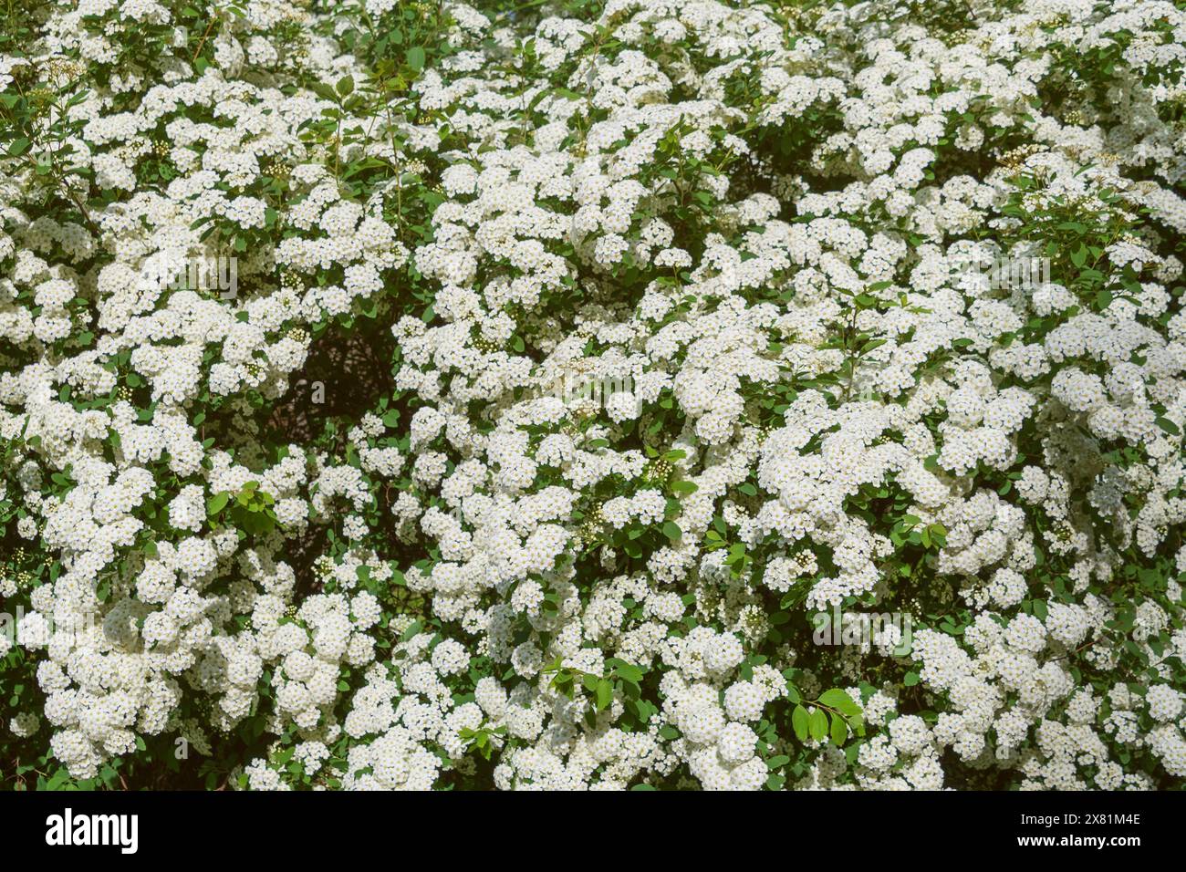 Small white flowers of Spiraea chamaedryfolia. germander meadowsweet, elm-leaved spirea. Spring bloom. Floral background. Stock Photo