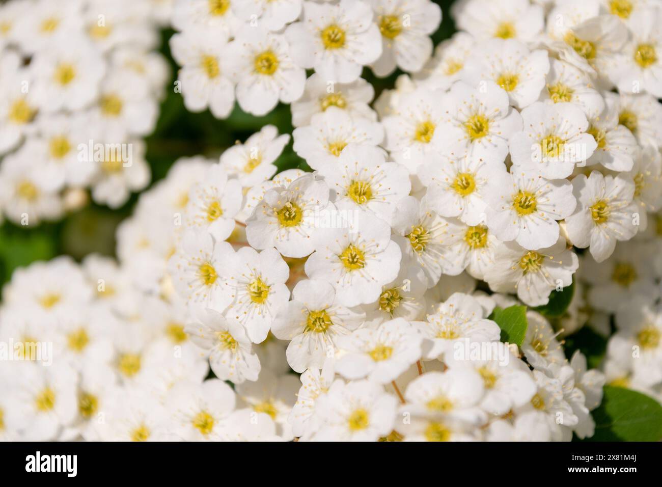Small white flowers of Spiraea chamaedryfolia, close-up. germander meadowsweet, elm-leaved spirea. Spring bloom. Floral background. Stock Photo