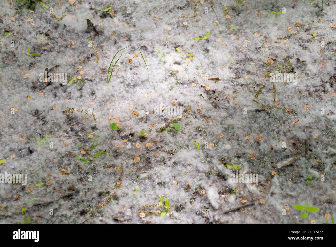 Lots of poplar fluff in the forest. Allergy. Populus, aspen, cottonwood. Stock Photo