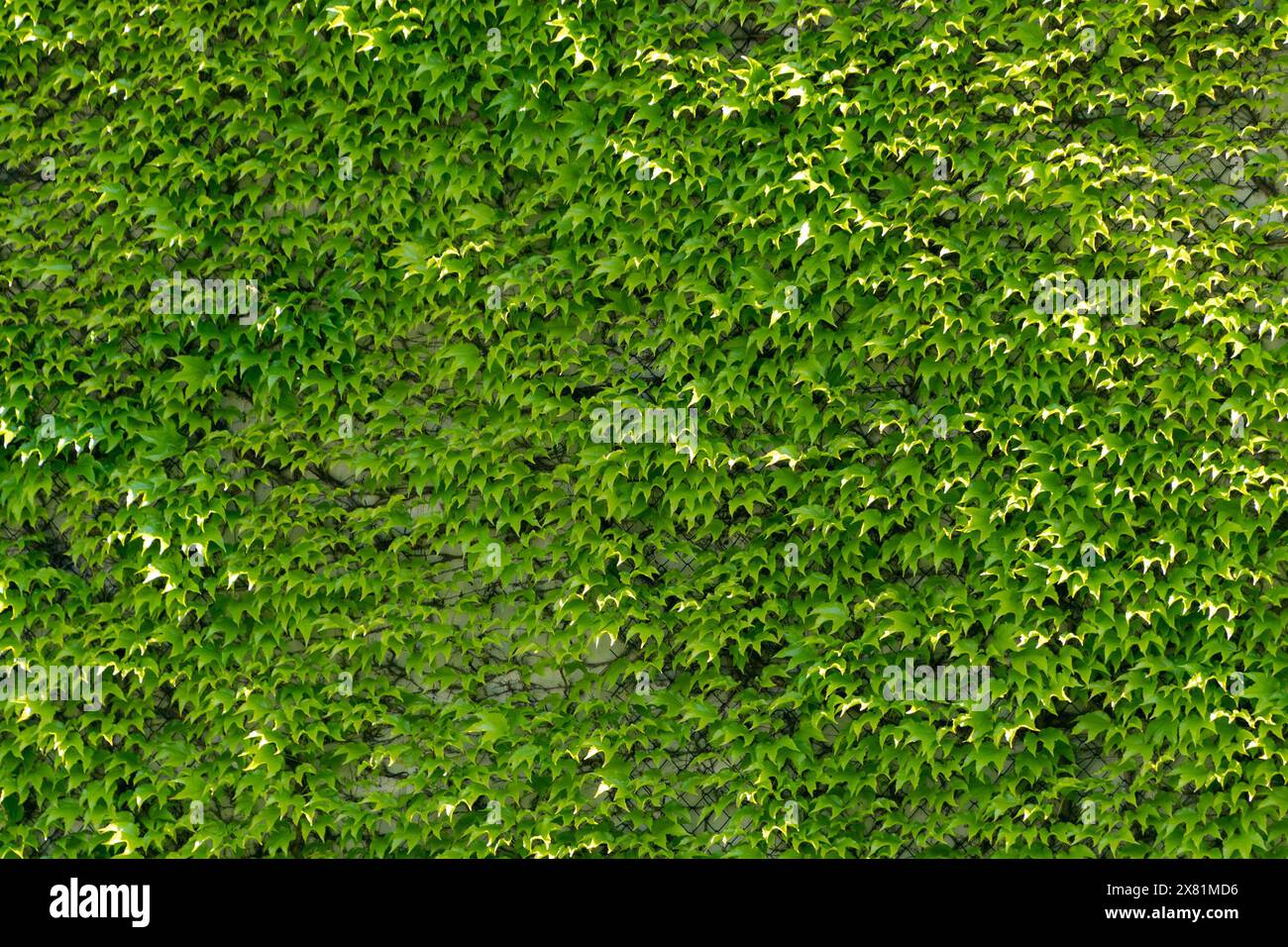 The building is overgrown with green ivy. Natural background. Nature takes over. Stock Photo