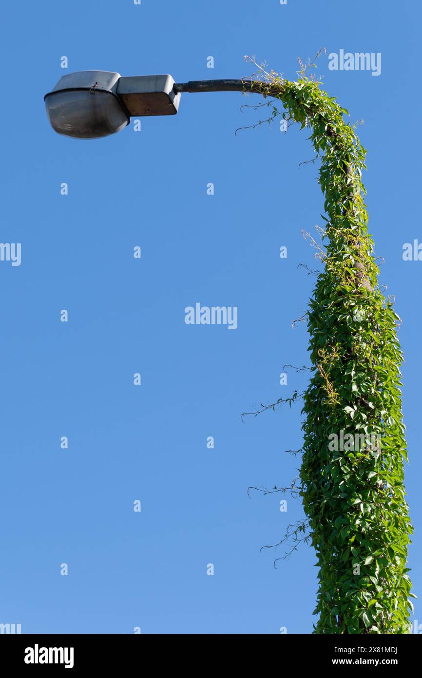 A lamppost overgrown with green ivy against a blue sky. Nature takes over. Stock Photo