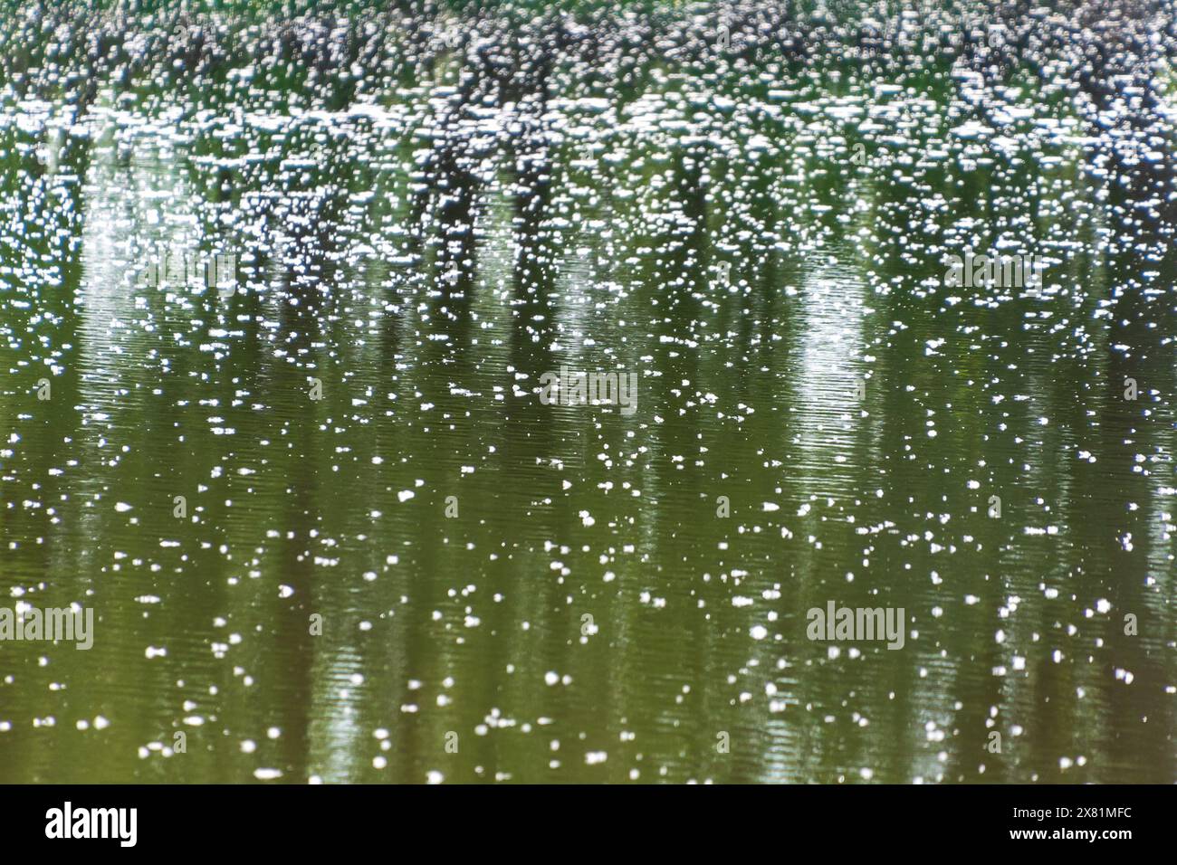 Poplar fluff falls on the water. Allergy season. Natural background. Stock Photo