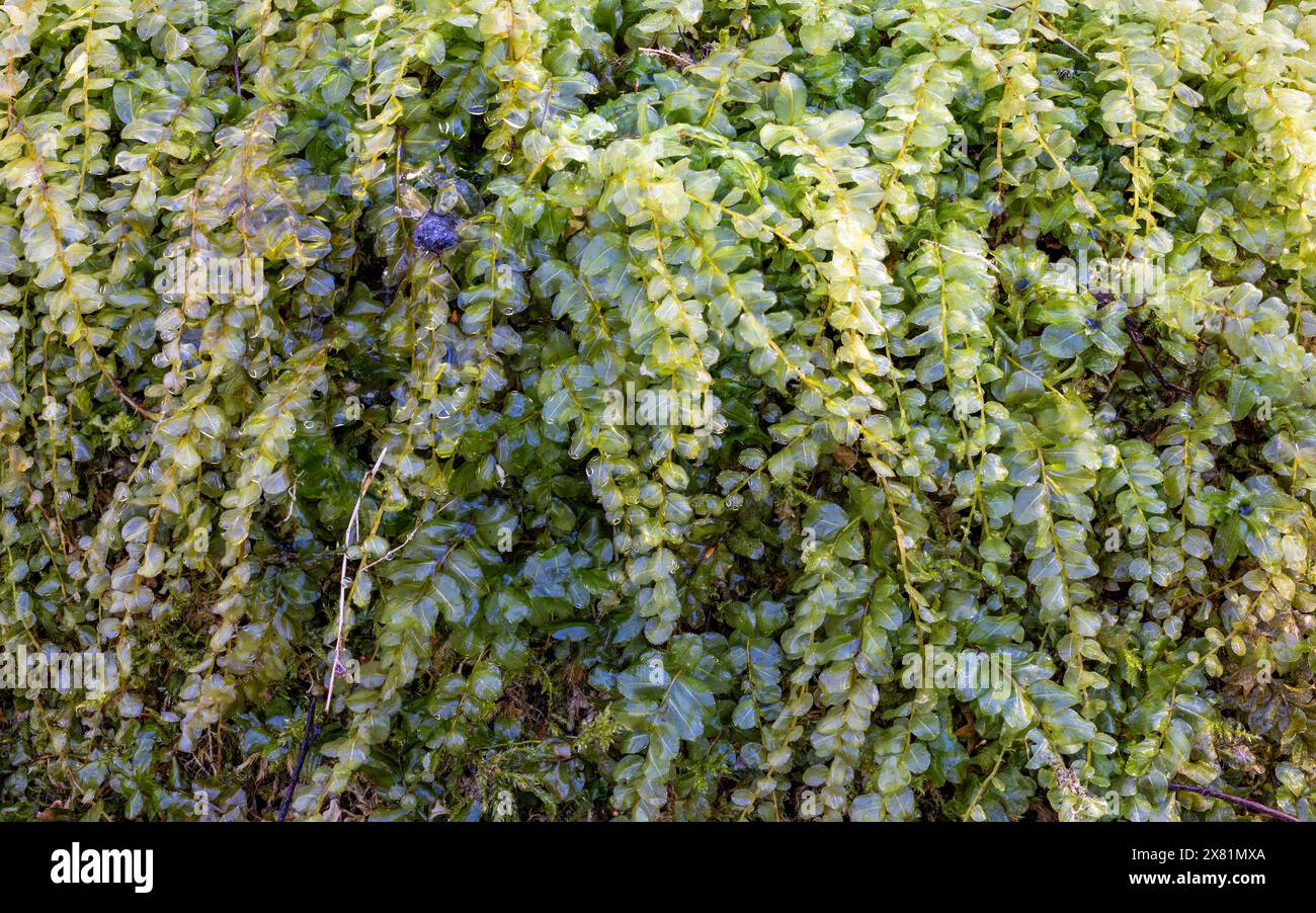 Many-fruited thyme-moss Stock Photo