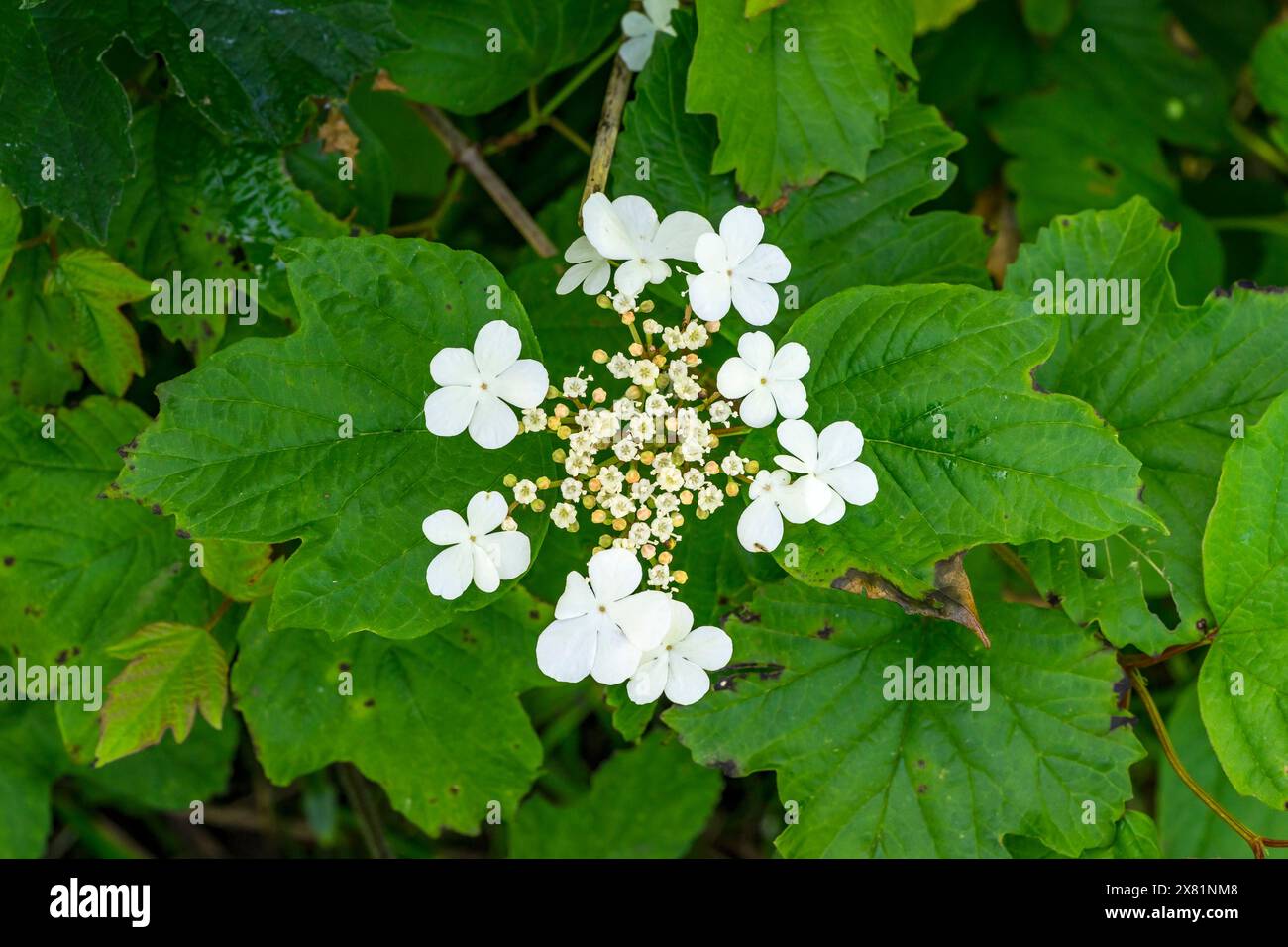 Whitebeam tree in flower, Cherry Willingham, Lincolnshire, England, UK, Stock Photo