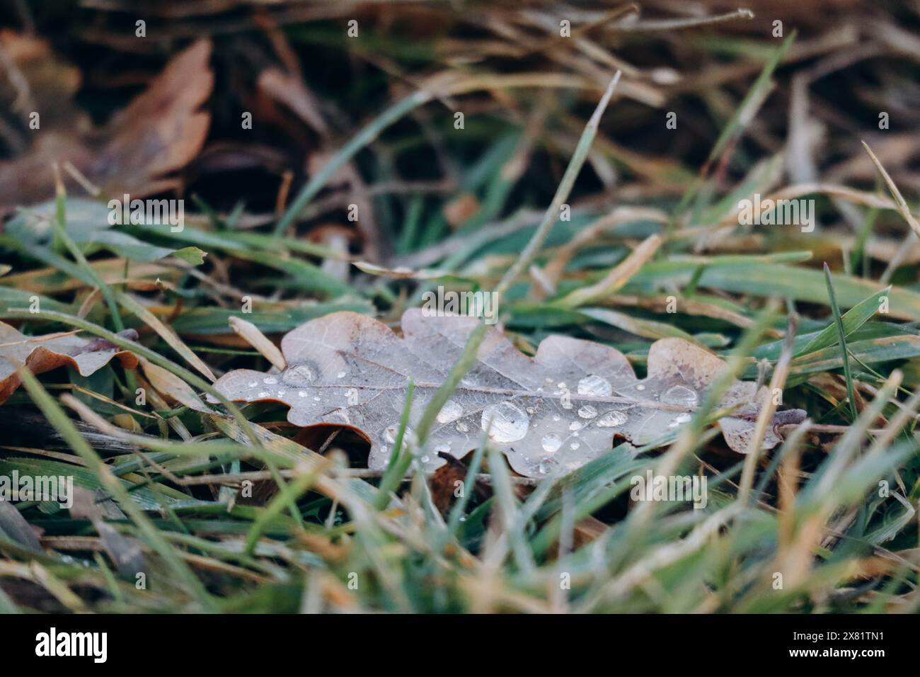 Grass tree dew drops hi-res stock photography and images - Alamy