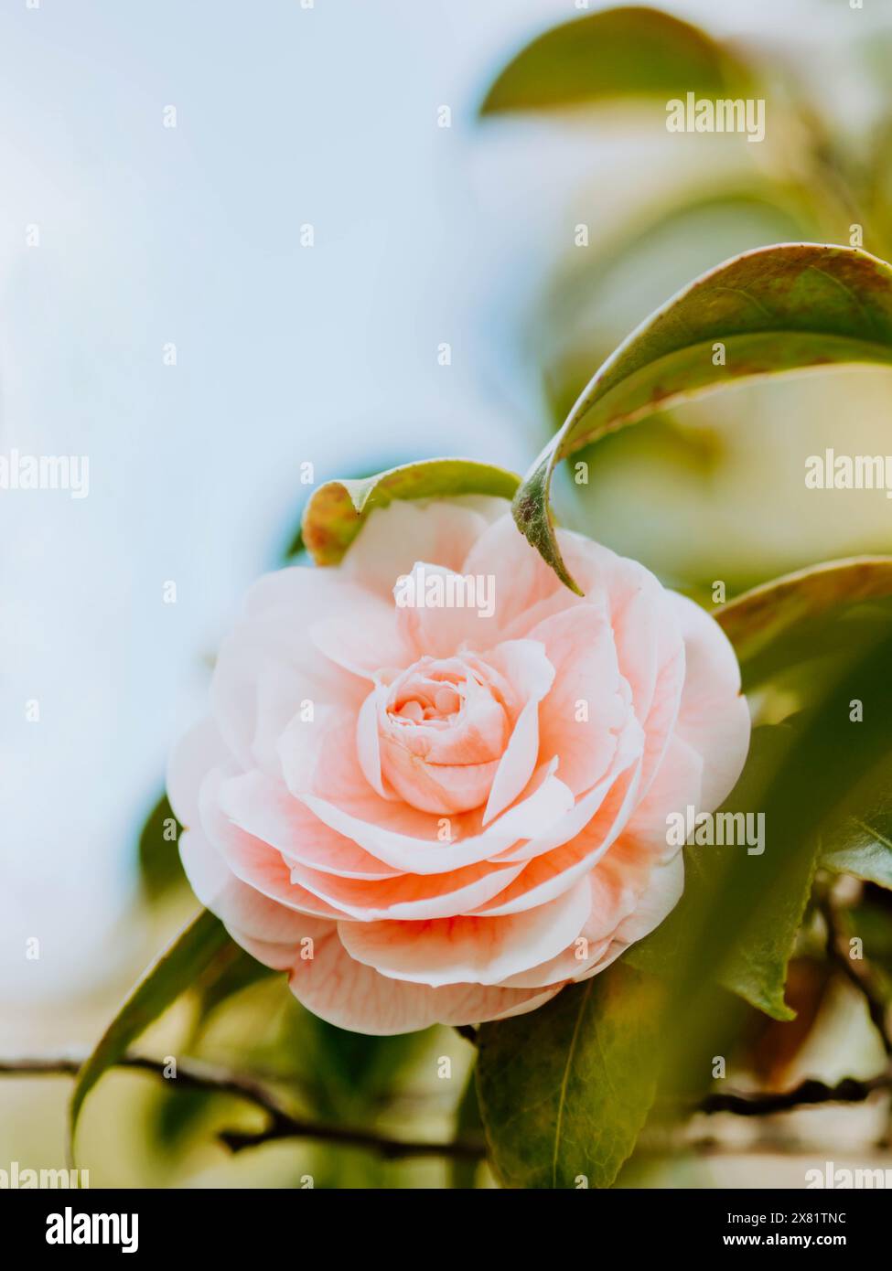 Japan rose camellia japonica hi-res stock photography and images - Alamy