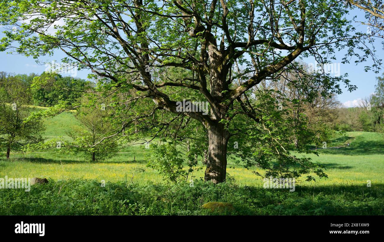 Germany maple tree in hi-res stock photography and images - Alamy