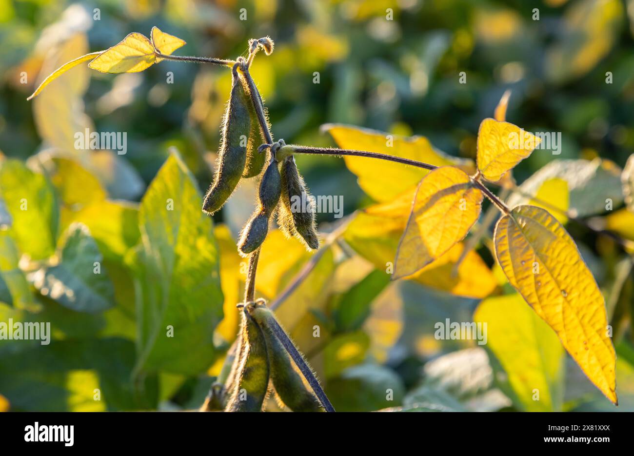 Soybeans pod macro. Harvest of soy beans - agriculture legumes plant ...