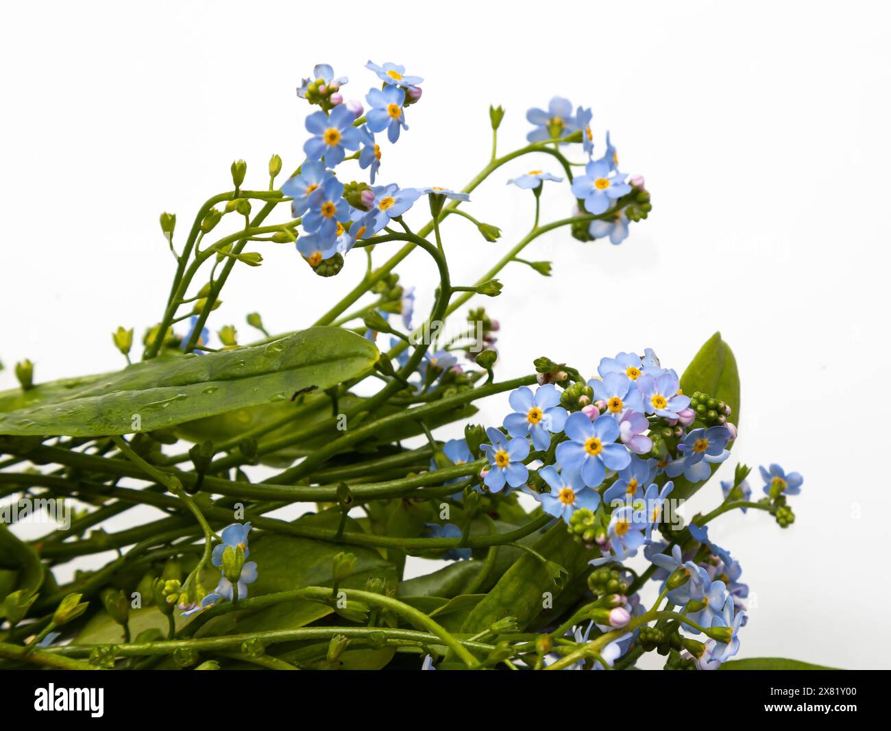 Spring is coming - bunch of forget-me-nots over white background Stock ...