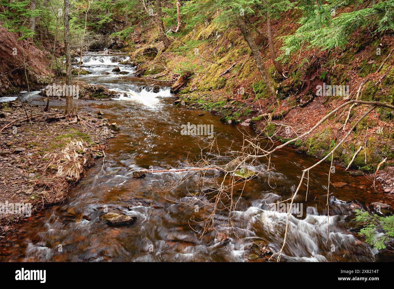 Stream forest hi-res stock photography and images - Alamy