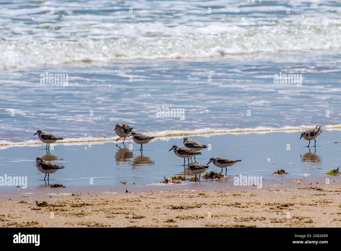A large flock of sanderlings (Calidris alba) foraging on the wet sand in on a sandy beach in Mozambique Stock Photo