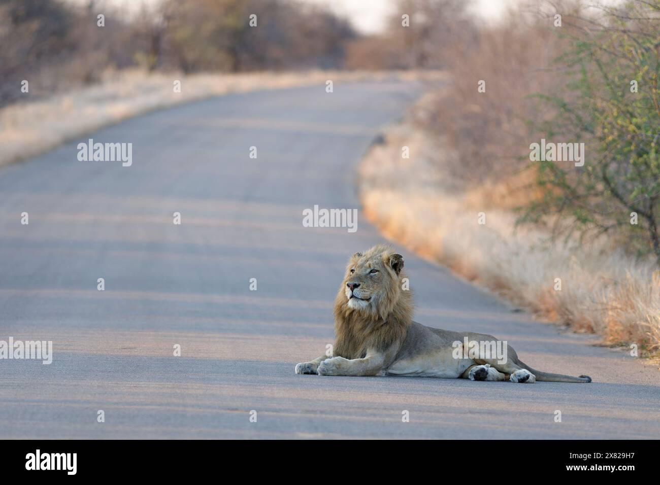 African lion (Panthera leo melanochaita), adult male lying on the asphalt road, looking far