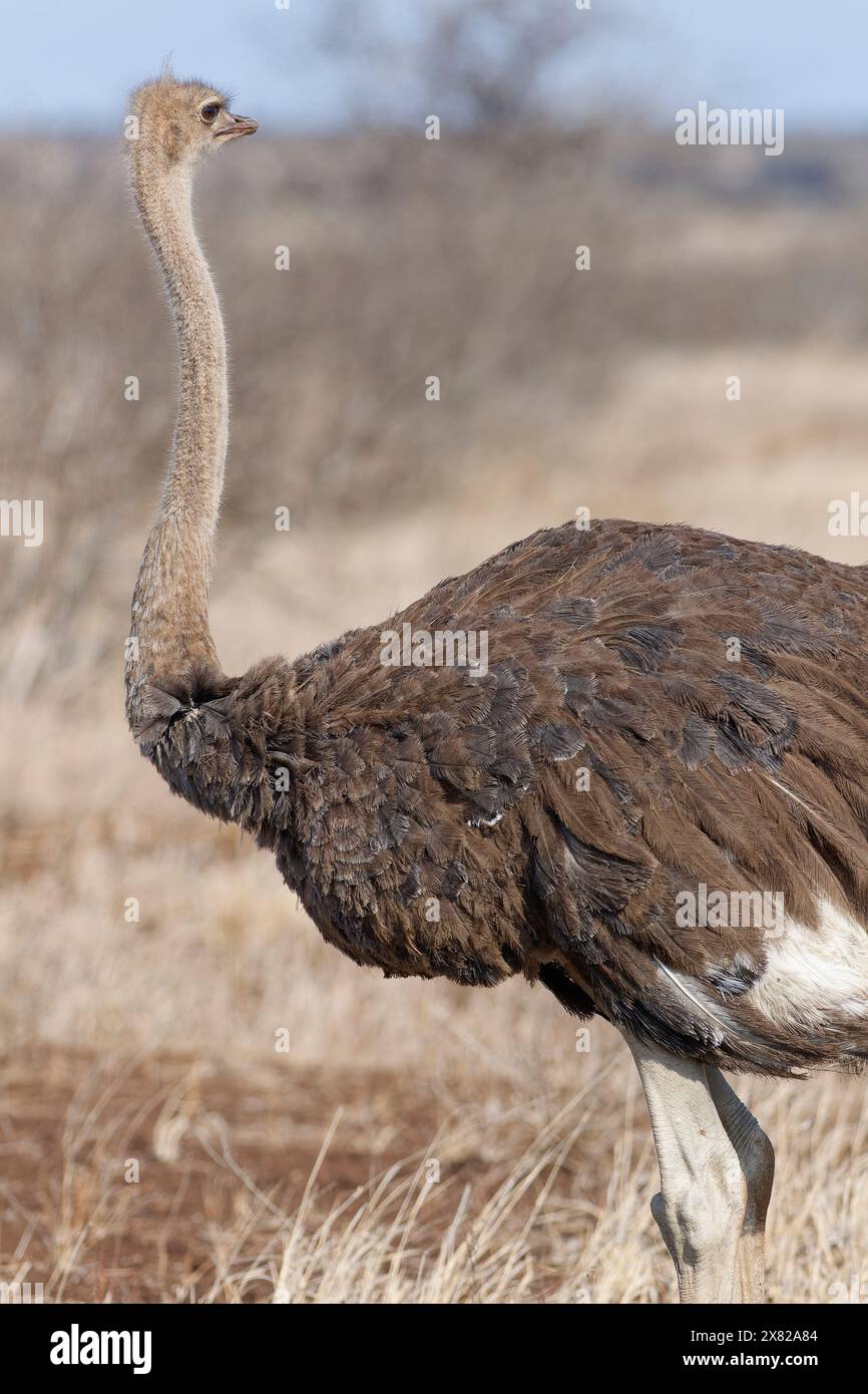South African ostrich (Struthio camelus australis), adult female standing in dry grassland