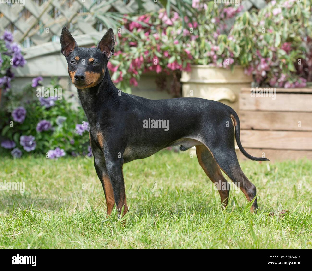 active-grass-hi-res-stock-photography-and-images-alamy