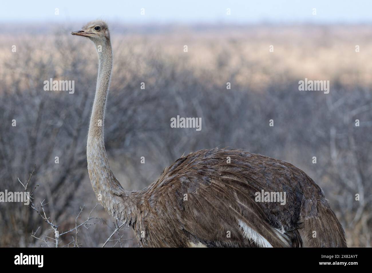 South African ostrich (Struthio camelus australis), adult female ...