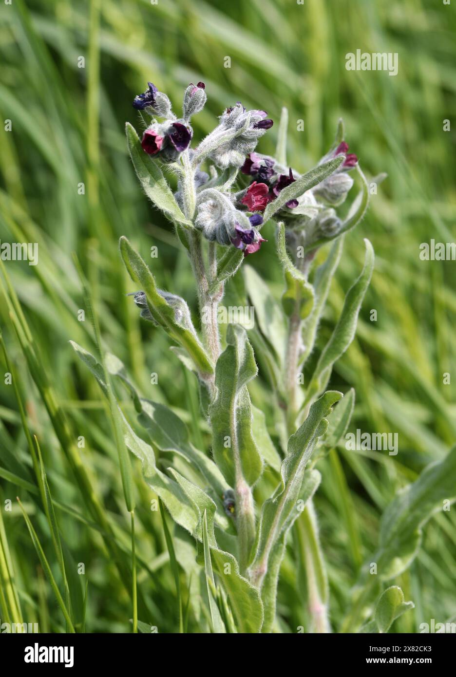 Houndstongue, Cynoglossum officinale, Boraginaceae. Aka houndstooth, dog's tongue, gypsy flower, and rats and mice (due to its smell). Stock Photo
