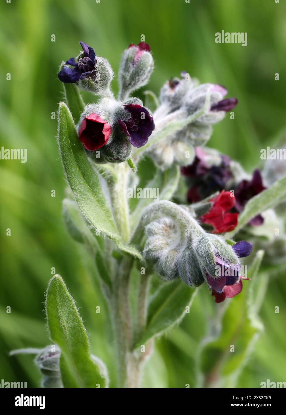Houndstongue, Cynoglossum officinale, Boraginaceae. Aka houndstooth, dog's tongue, gypsy flower, and rats and mice (due to its smell). Stock Photo