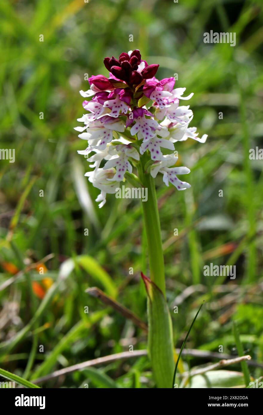 Burnt Orchid or Burnt-tip Orchid, Neotinea ustulata (syn. Orchis ustula), Orchidaceae. Found on calcareous locations, grassland on chalk downs. Stock Photo