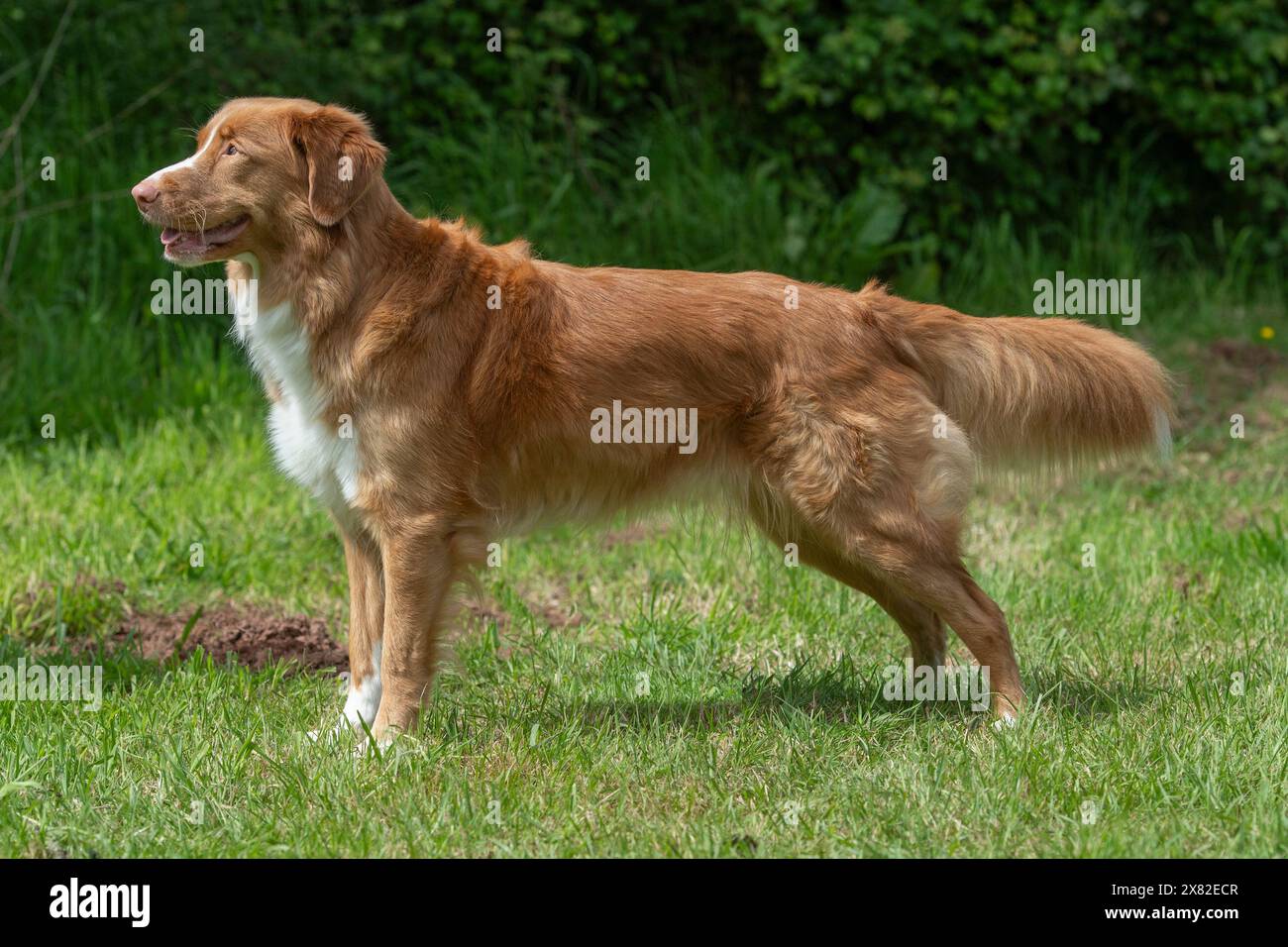 Nova Scotia Duck Tolling retriever Stock Photo