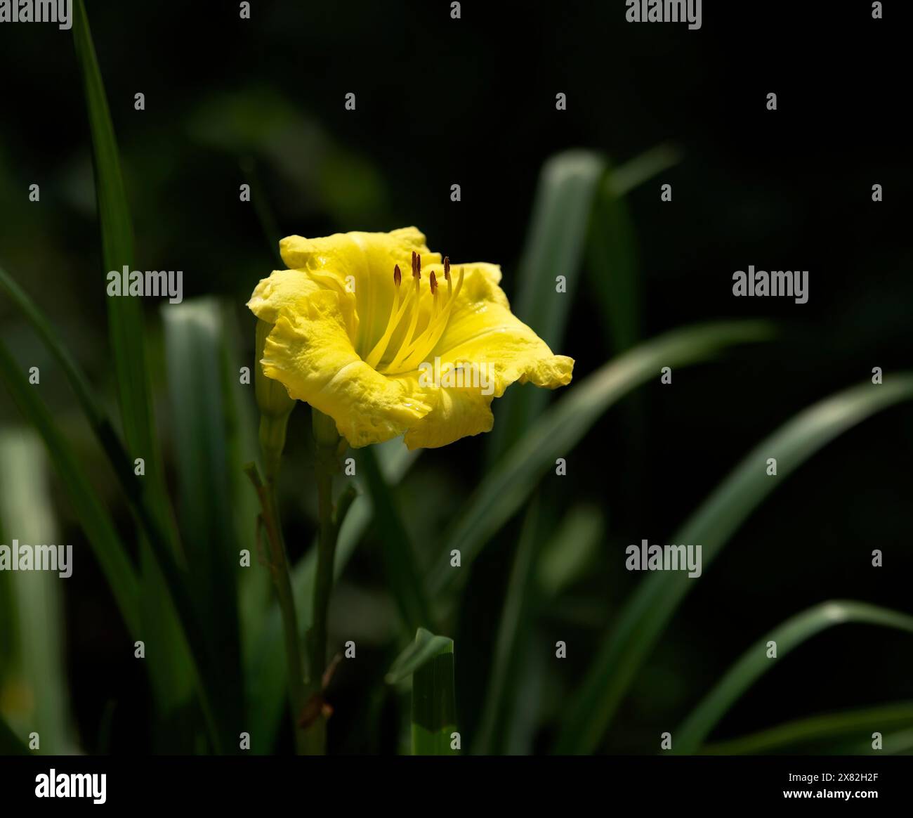 Dramatic contrast on single yellow day lily flower, soft green leaves and dark background Stock Photo