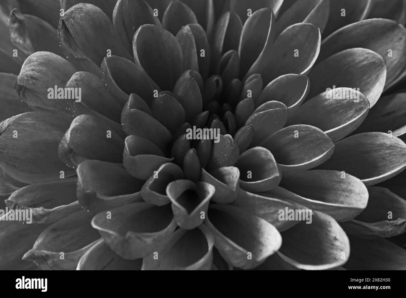 Monochrome Chrysanthemum flower 15980 BW Stock Photo