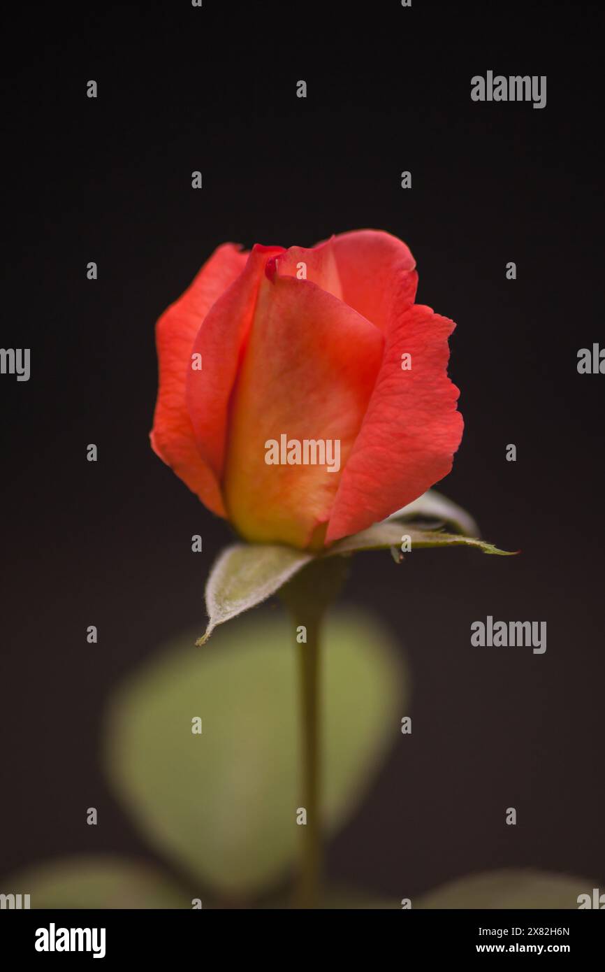 Red Rose isolated on black 15848 Stock Photo