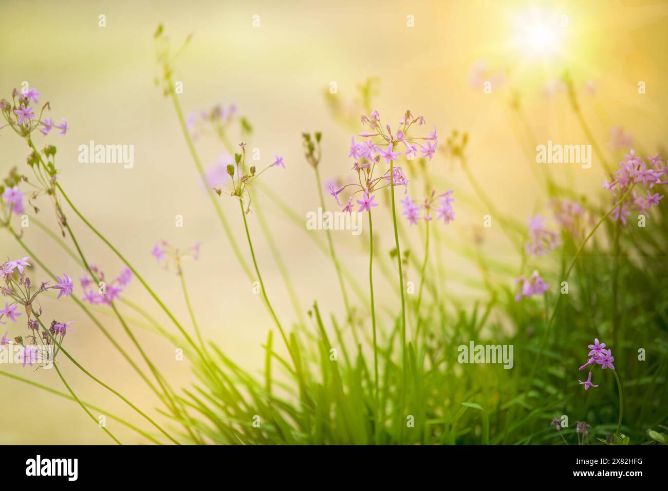Society Garlic Flowering Plant, with soft glow and warm sunny colors