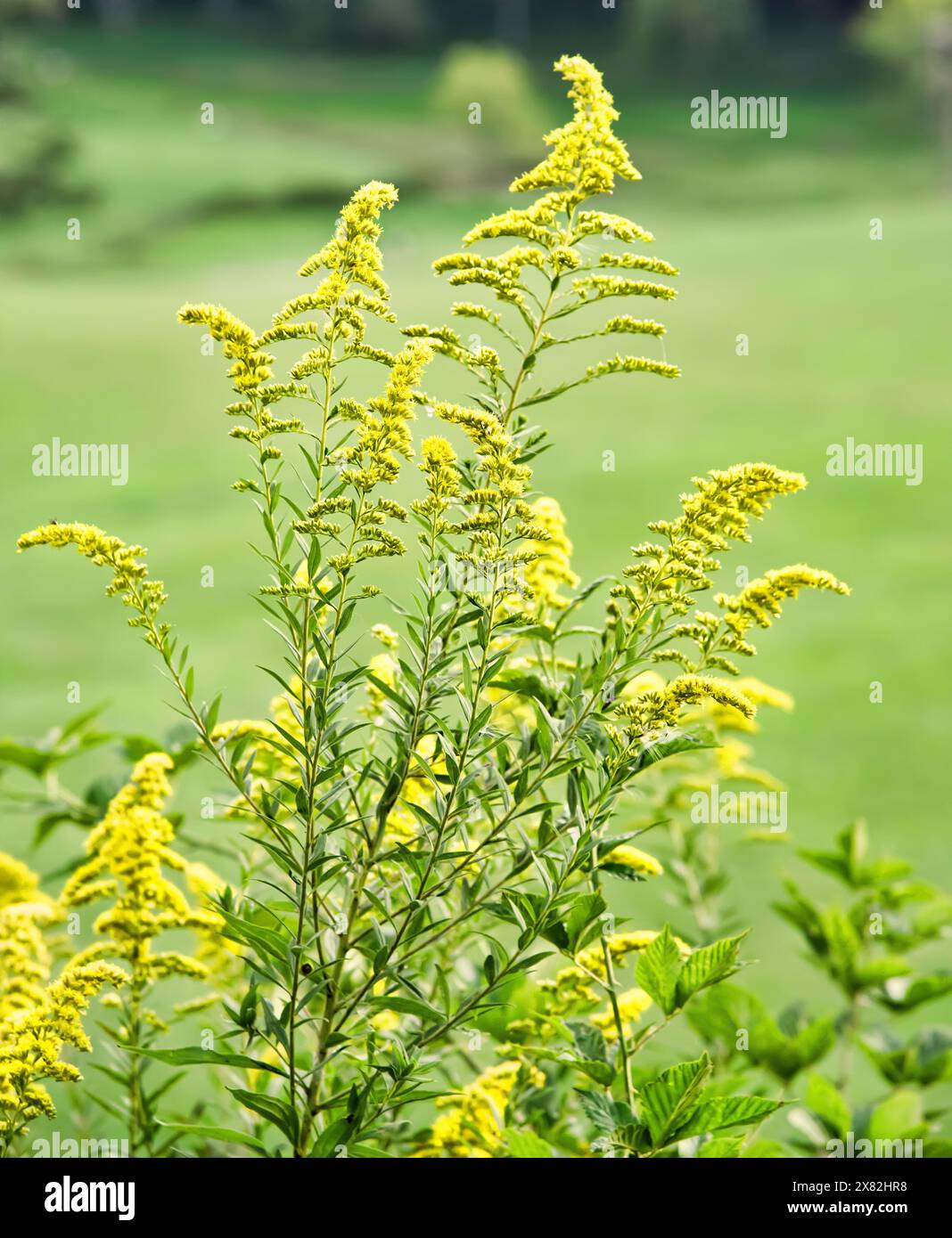 Vibrant yellow Goldenrod perenial plant, also known as Solidago, growing in meadows and field, on a dark background. Stock Photo