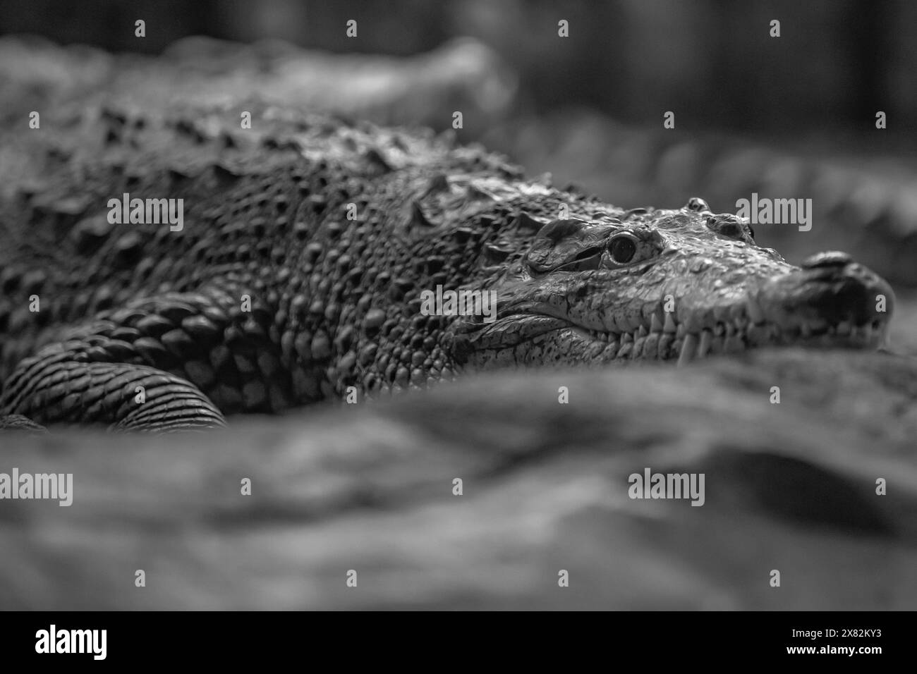 Crocodile basking in an enclosure Stock Photo - Alamy