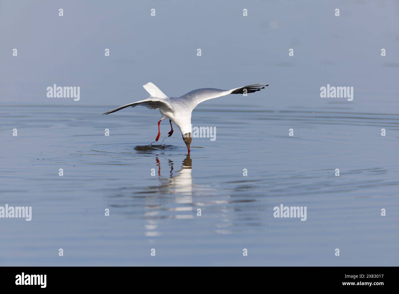 Black-headed gull Larus ridibundus, summer plumage adult flying, diving for food, RSPB Minsmere nature reserve, Suffolk, England, May Stock Photo