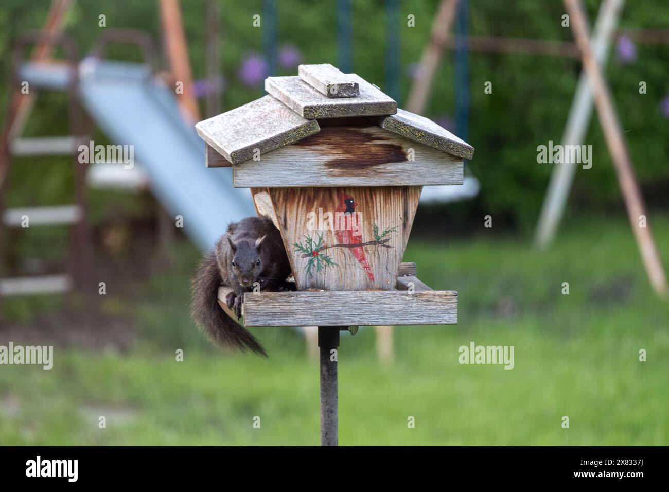 Close up view of a cute black squirrel eating safflower seeds at a