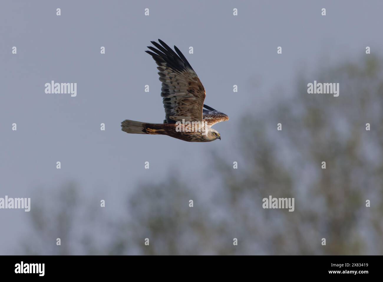 Marsh Harrier in flight Stock Photo - Alamy