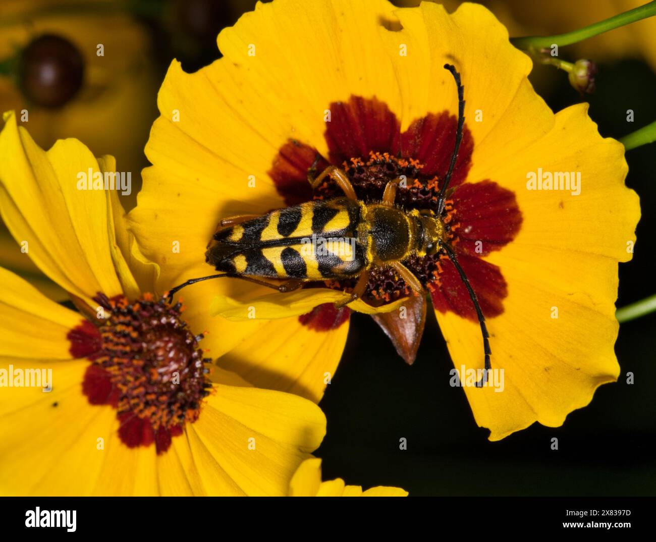 Zabre Insecte Zebra longhorn beetle hi-res stock photography and images - Alamy