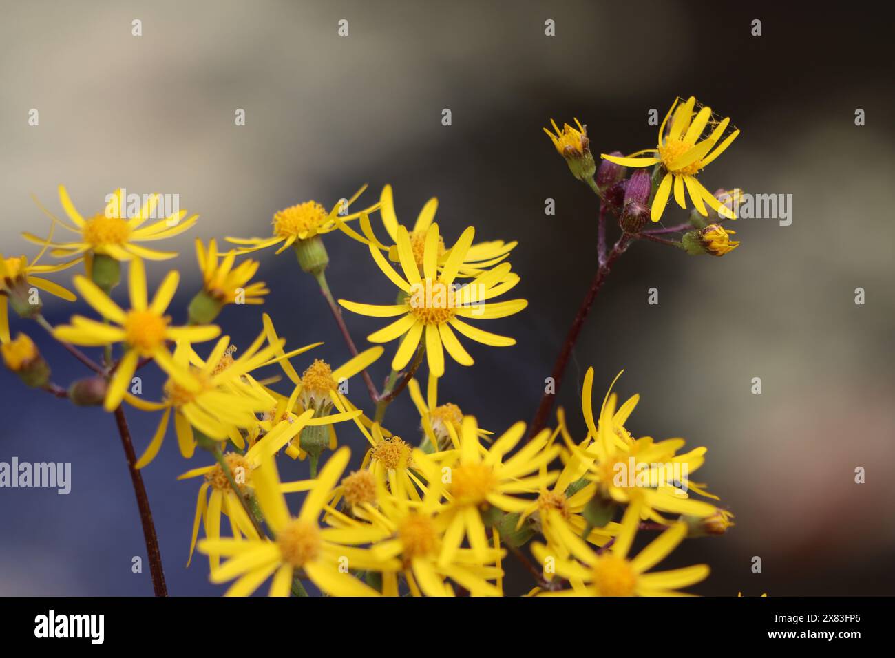 Golden ragwort in bloom hi-res stock photography and images - Alamy