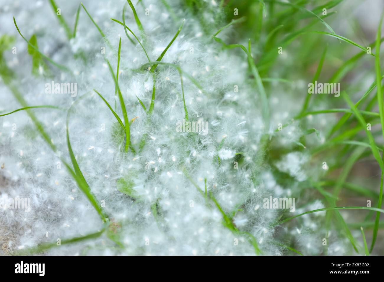 Fluffy poplar seeds cover green grass. Close-up, selectiv focus, horizontal. Stock Photo