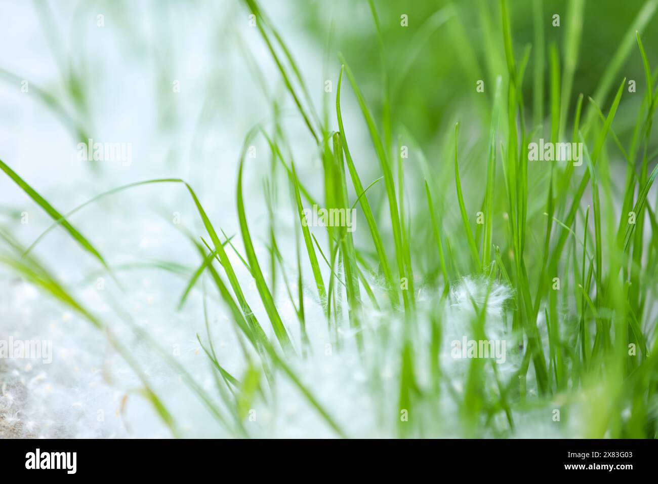 Poplar fluff covers the green grass. Close-up, selectiv focus, horizontal. Stock Photo