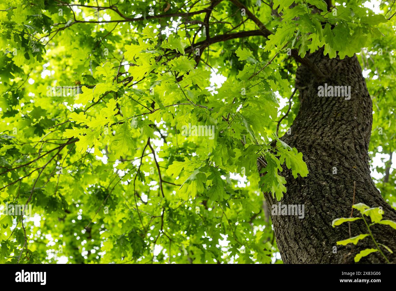 Oak tree low angle hi-res stock photography and images - Alamy