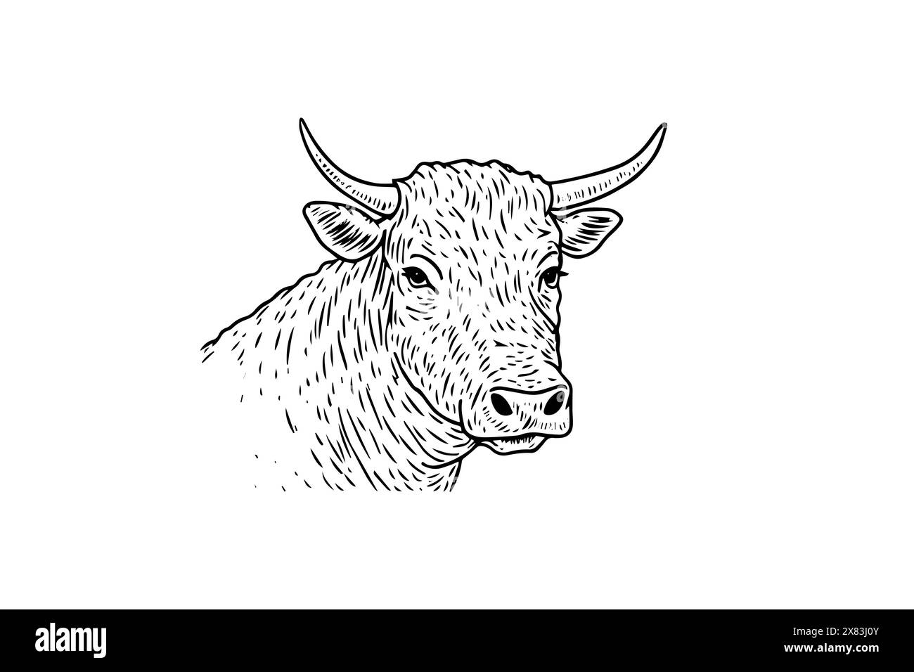 Vintage Cow Head Sketch: Vector Hand-drawn Illustration of Dairy Cattle