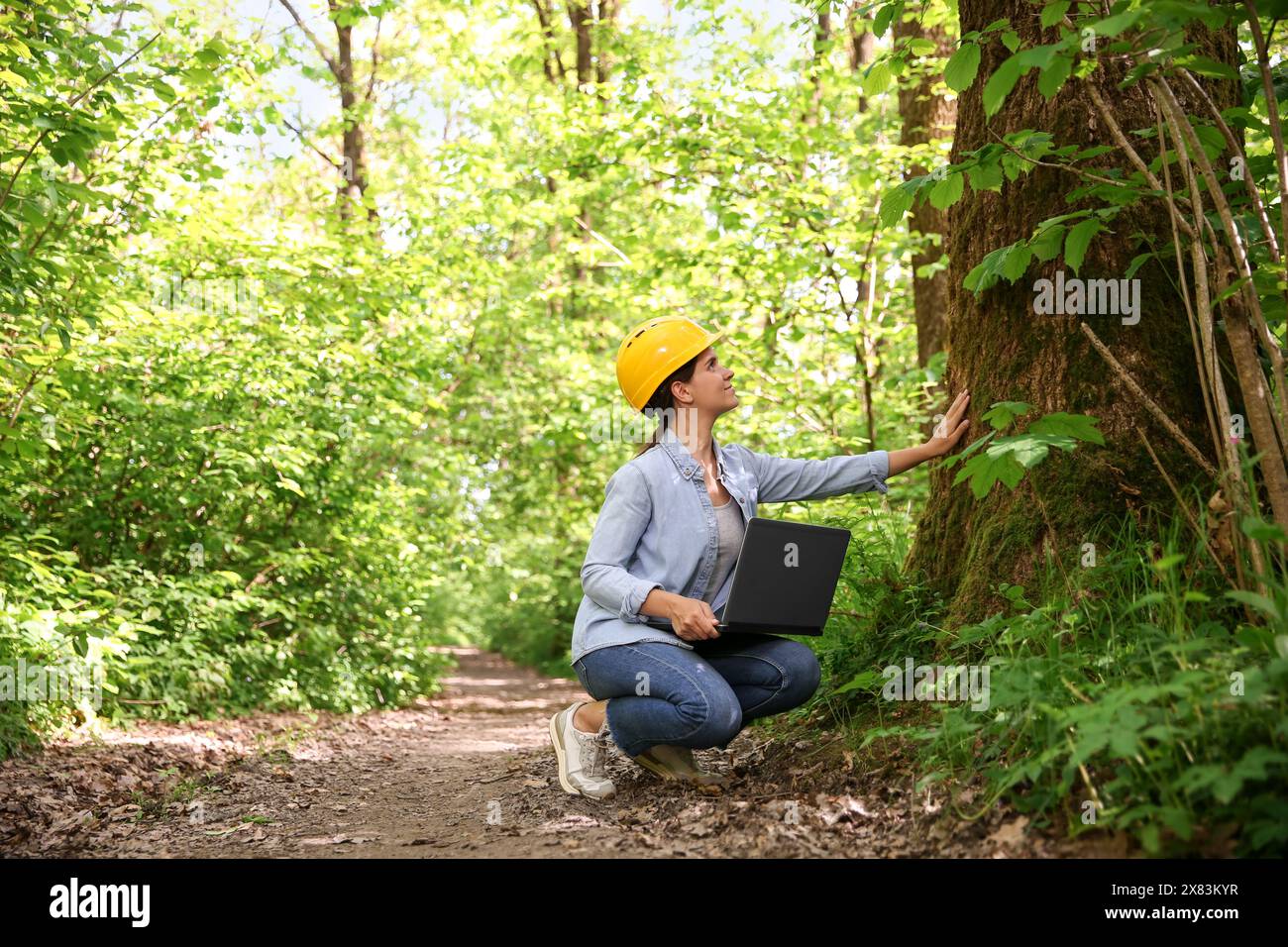 Forester with laptop examining tree in forest Stock Photo