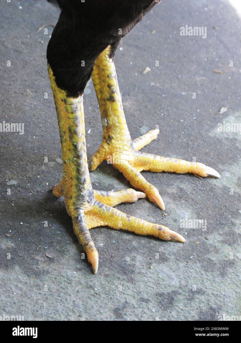 Close Up of Chicken Claw Standing on The Ground Stock Photo