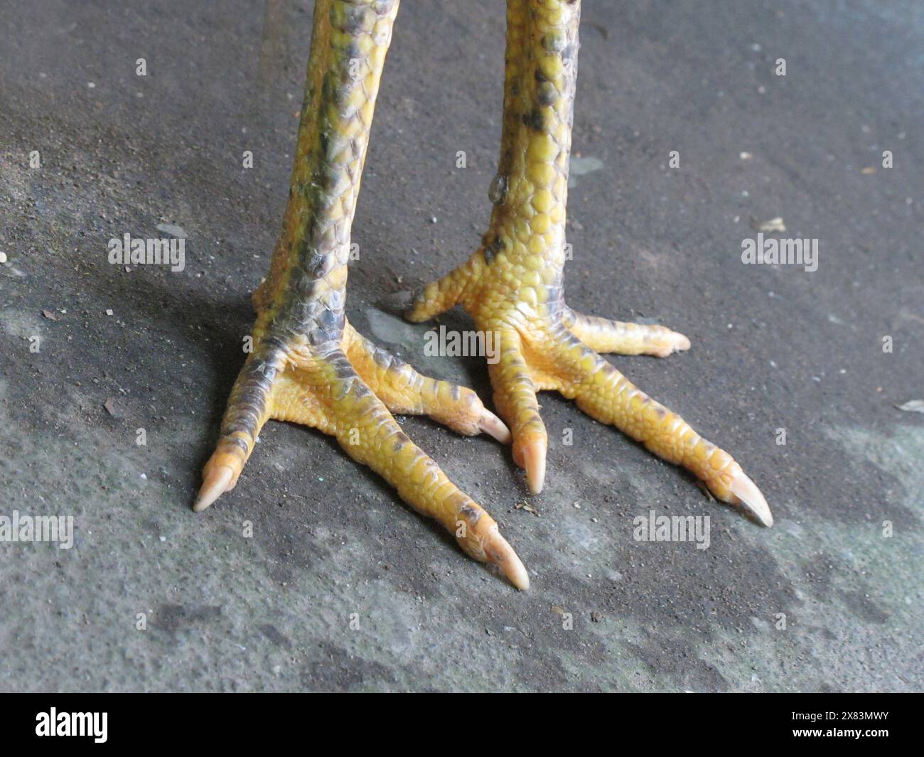 Close Up of Chicken Claw Stock Photo