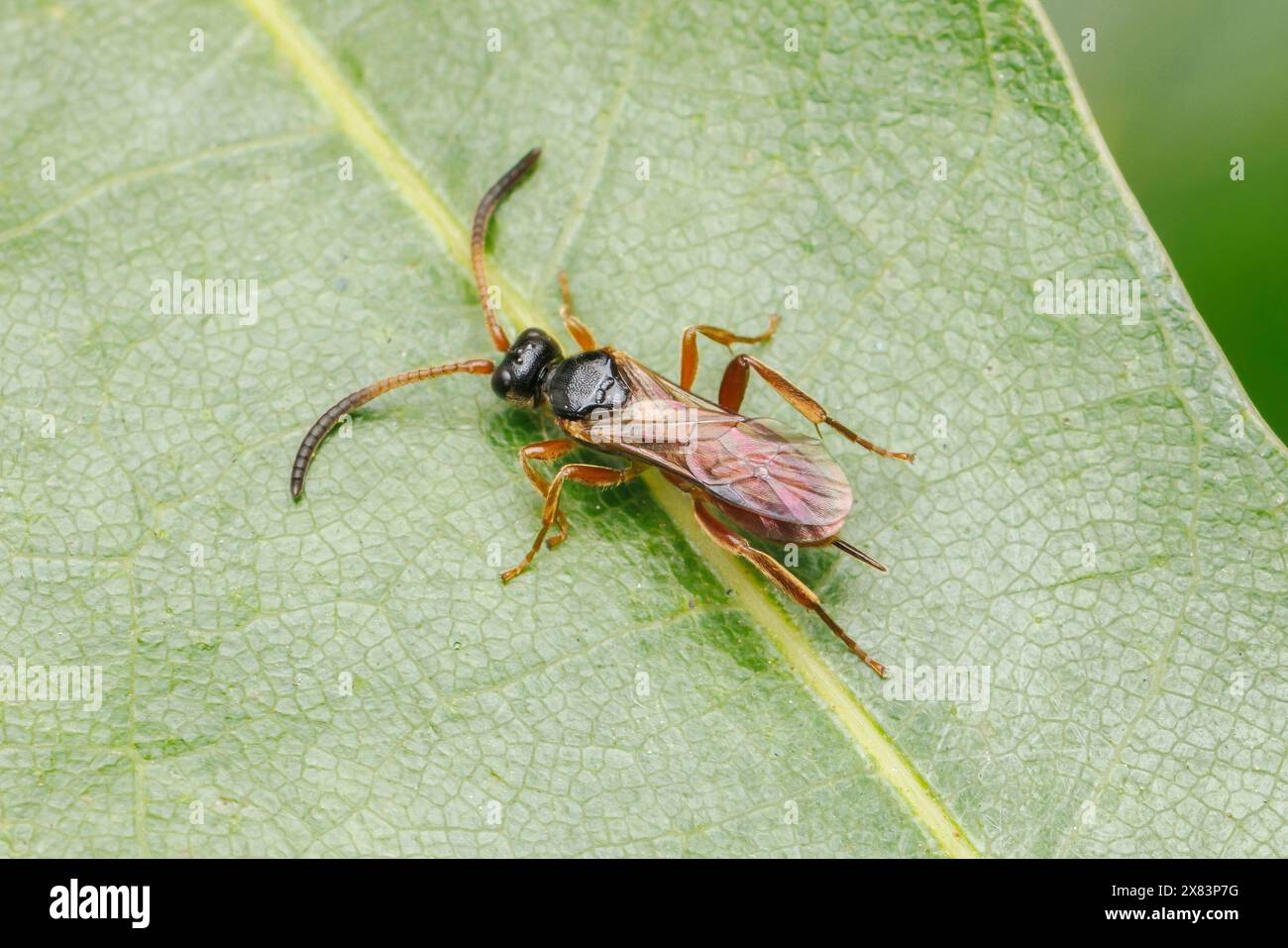 Ichneumonid Wasp (Endasys sp.) - Female Stock Photo - Alamy