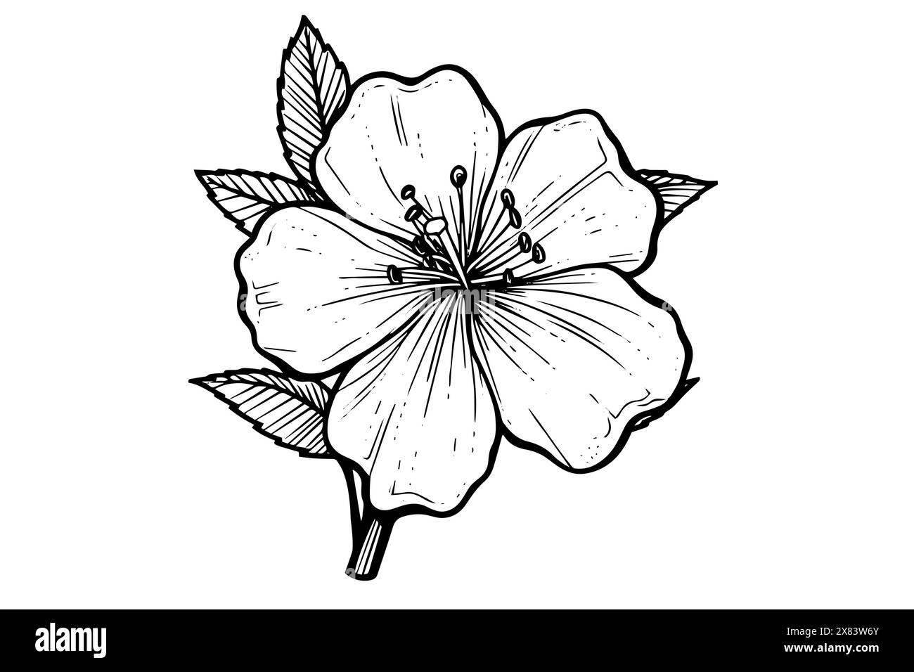 Sakura flower hand drawn ink sketch. Engraved style vector illustration ...