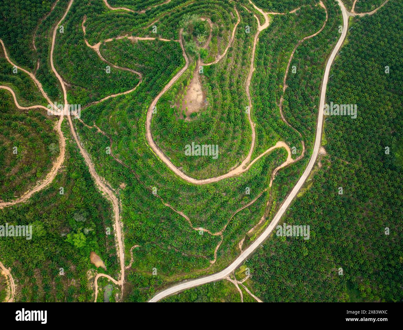 Wild foliage palm oil plantation hi res stock photography and images