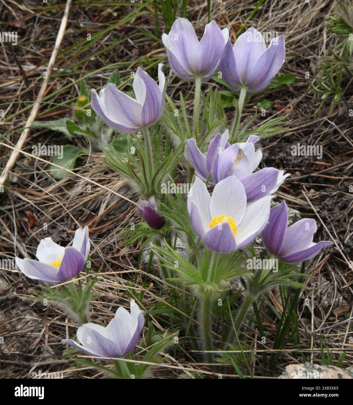 Pasqueflower (Anemone patens) purple wildflowers in Beartooth Mountains, Montana Stock Photo