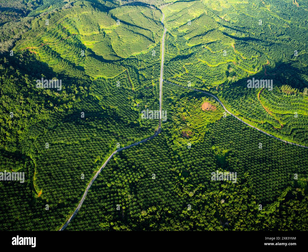 Wild foliage palm oil plantation hi res stock photography and images