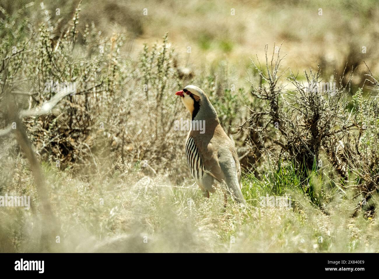 Chukar in their habitat Stock Photo - Alamy