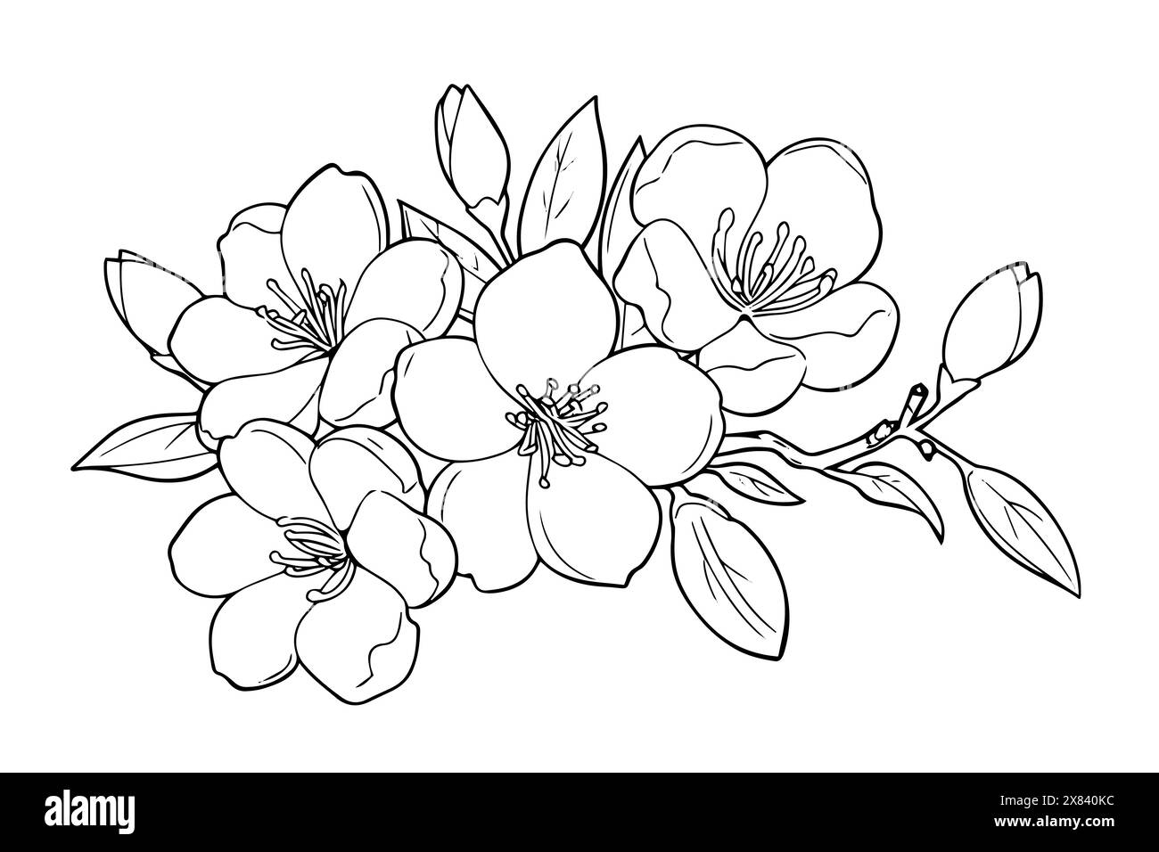 Sakura flower hand drawn ink sketch. Engraved style vector illustration ...