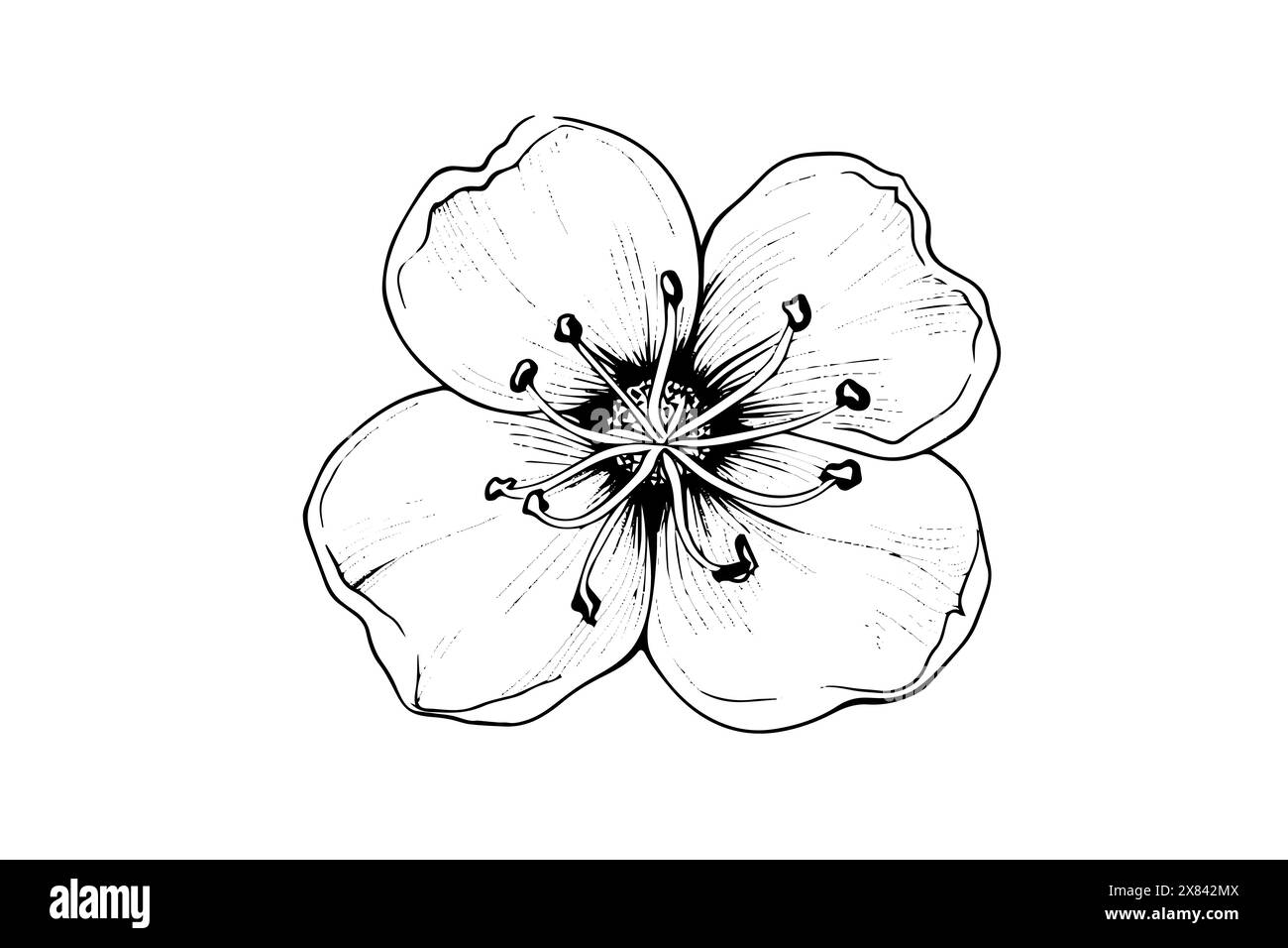 Sakura flower hand drawn ink sketch. Engraved style vector illustration ...